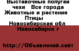 Выставочные попугаи чехи - Все города Животные и растения » Птицы   . Новосибирская обл.,Новосибирск г.